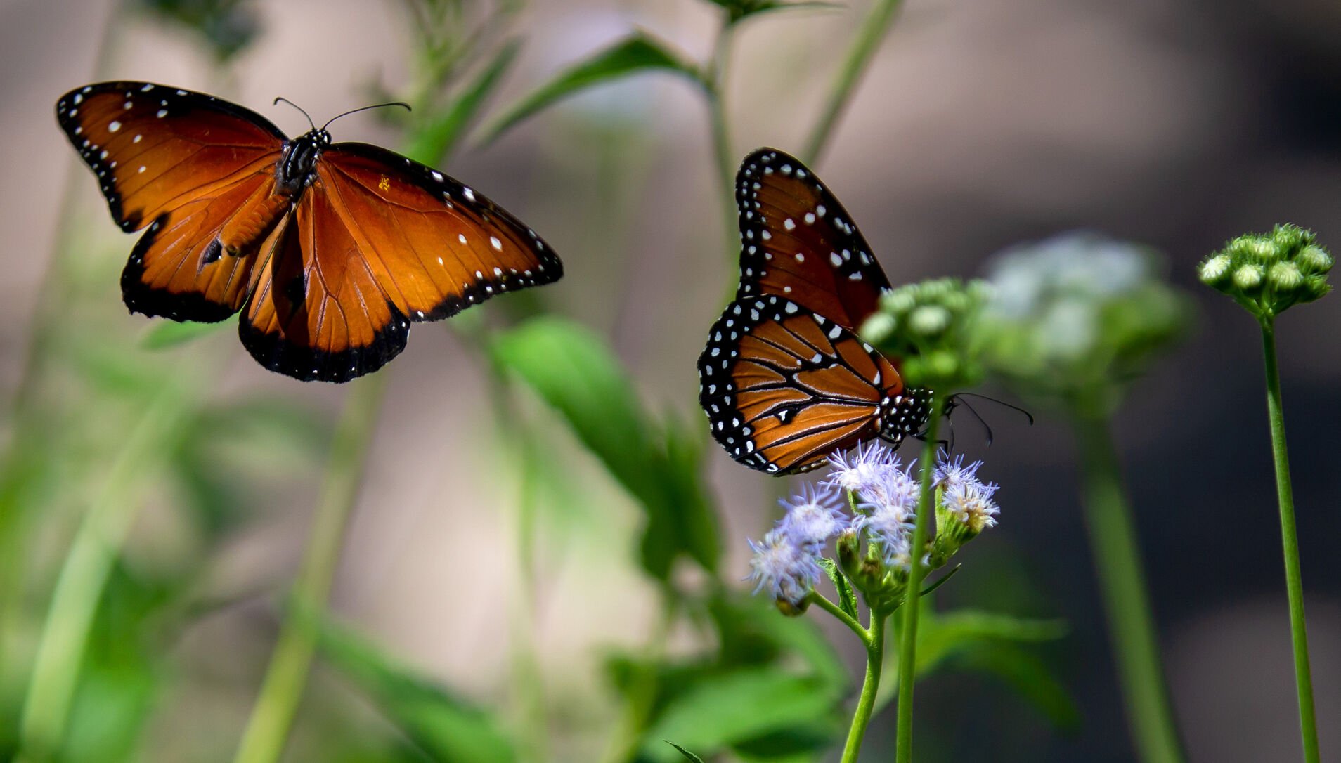 Queen butterfly